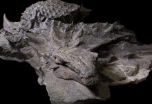 Dinossauro mumificado de 110 milhões de anos é encontrado ainda com pele intacta